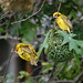 Derek Archer Photo 37