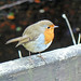 Robin Roe Photo 40