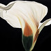 Lorraine Thomson Photo 35