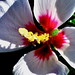 Sharon Sharp Photo 44
