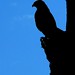 Jeffrey Hawk Photo 29