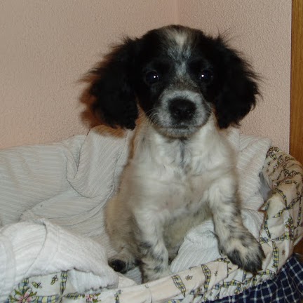 Jose Pelayo Photo 12