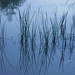 Deborah Reed Photo 42