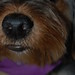 Walter Companion Photo 15