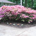 Cheryl Krebs Photo 24