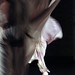Lisa Langer Photo 26