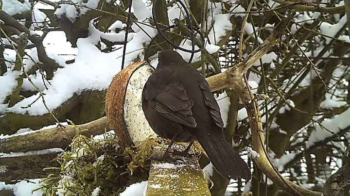 Robin Bushnell Photo 15