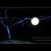 William Arrants Photo 15