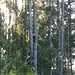 Everett Dumas Photo 16