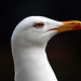 Wade Herring Photo 21
