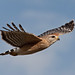 Linda Hawk Photo 38