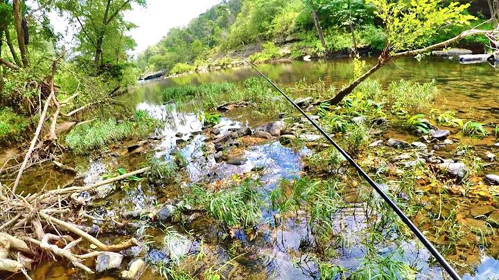 Richard Creek Photo 16