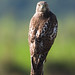 Michael Hawk Photo 48