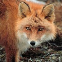 Bradley Fox Photo 5