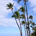 Scott Palm Photo 33