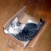 Sylvia Bradford Photo 28
