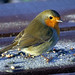 Robin Love Photo 49