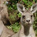 Stephen Roos Photo 24