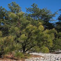 John Pine Photo 7