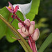 Asia Bush Photo 14