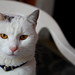 Mark Gatti Photo 28