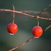 Dawn Berry Photo 29