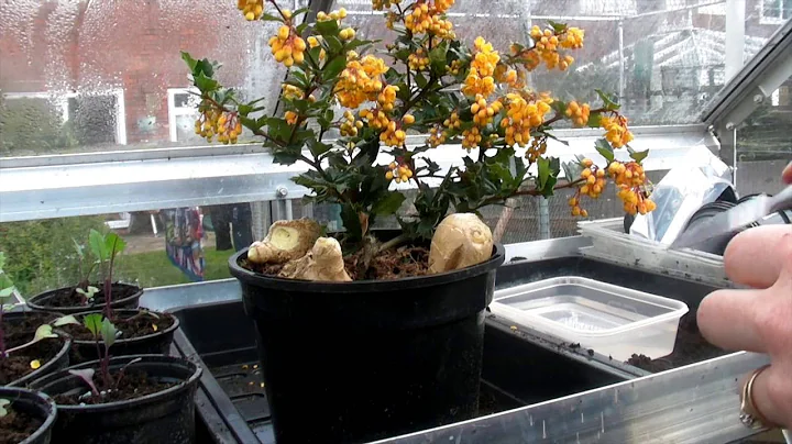 Ginger Bush Photo 19