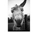 Richard Donk Photo 11