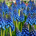 D Blue Photo 28