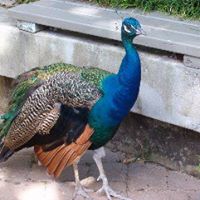 Peter Peacock Photo 2
