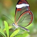 Kevin Wing Photo 36