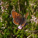 Christopher Heide Photo 20