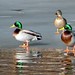 Raymond Mallard Photo 13