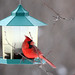 Shirley Cardinal Photo 24