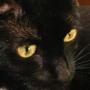 Vickie Ross Photo 24