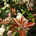 Robin Leaf Photo 26