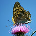 Daphne Browning Photo 16