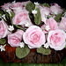 Terri Rose Photo 42