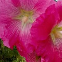 Shirley Howard Photo 6