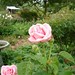Cecil Rose Photo 32