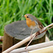 Robin Rome Photo 13