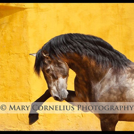 Mary Cornelius Photo 9