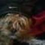 Lisa Gambrel Photo 16