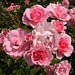 Rose Hurley Photo 32