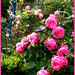 Rose Leonardo Photo 20