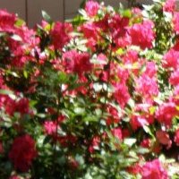 Consuelo Vargas Photo 8