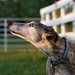 Cheryl Brindle Photo 18