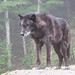 Dave Wolf Photo 40