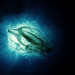 Amir Fathi Photo 28