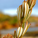 Candy Bush Photo 29
